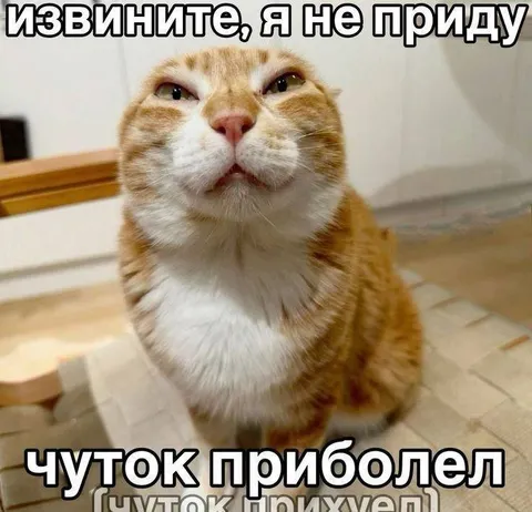 Извинение за неявку кота