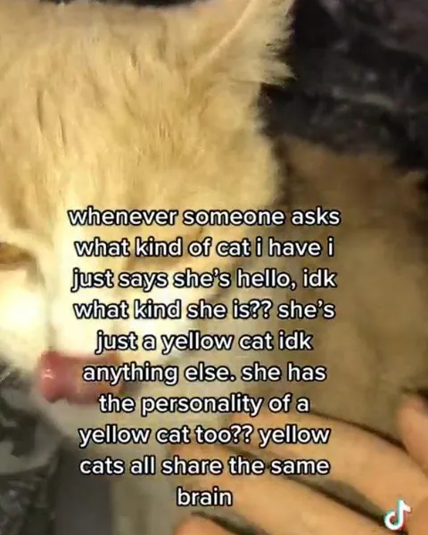 Yellow Cats Share One Brain