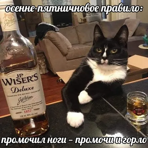 Осенне-пятничное правило кота