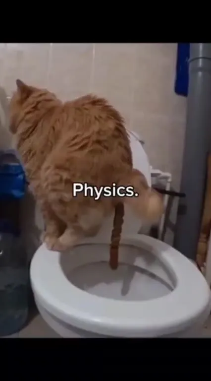 Cat Demonstrates Physics