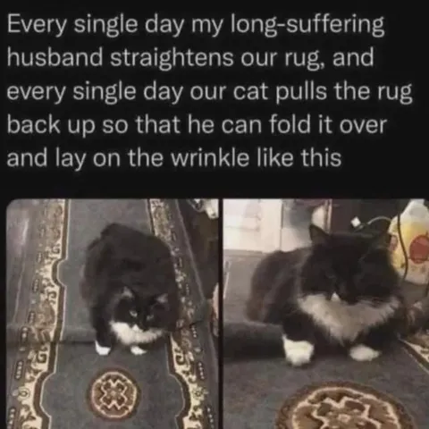 Cat Pulls Back the Rug