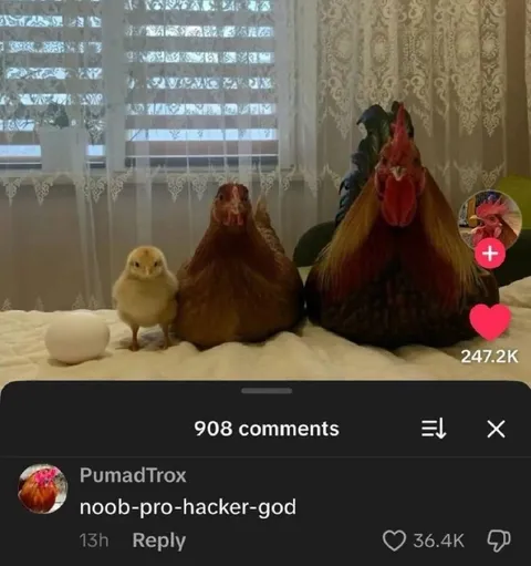 Noob Pro Hacker God Chicken Progression