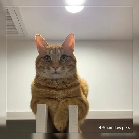 Серьёзный кот на стуле