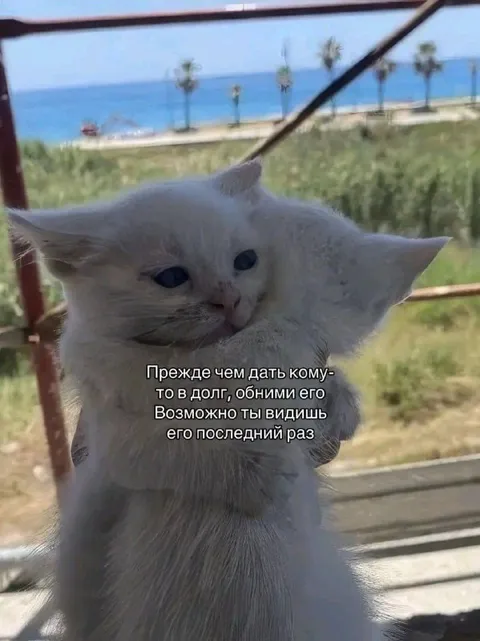 Кот перед последним займом