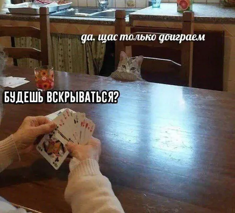 Кот доигрывает партию в карты