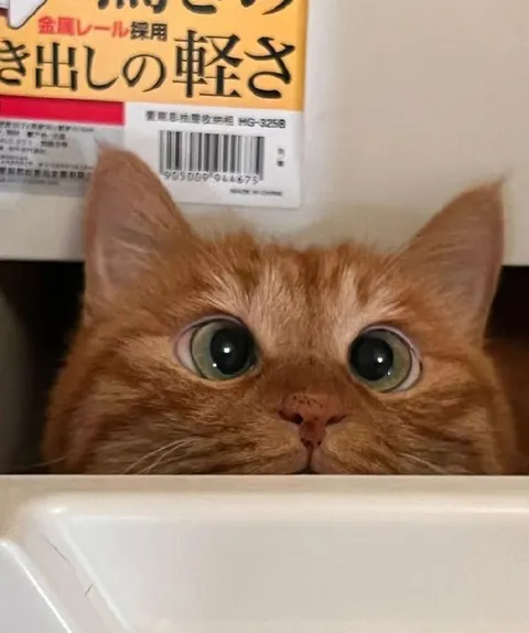 引き出しから覗く猫