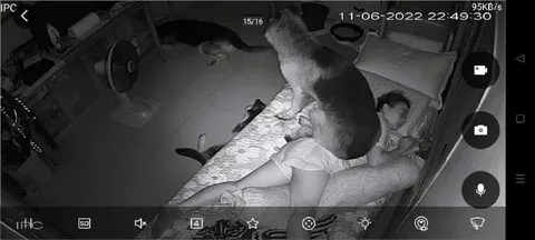 Кот охраняет спящего ребёнка