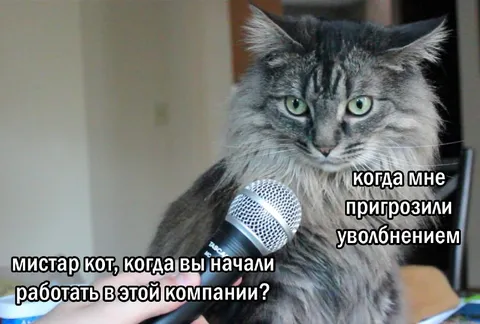 Кот на собеседовании после угрозы увольнением