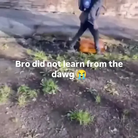 Bro Did Not Learn From the Dawg