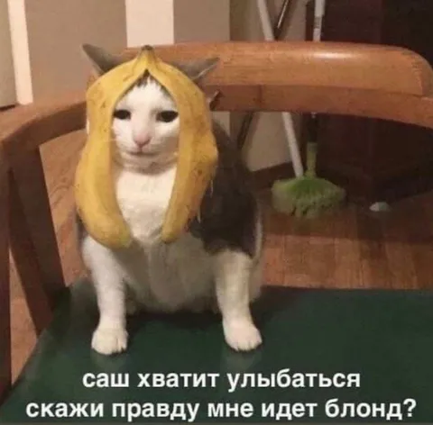 Коту идёт блонд?