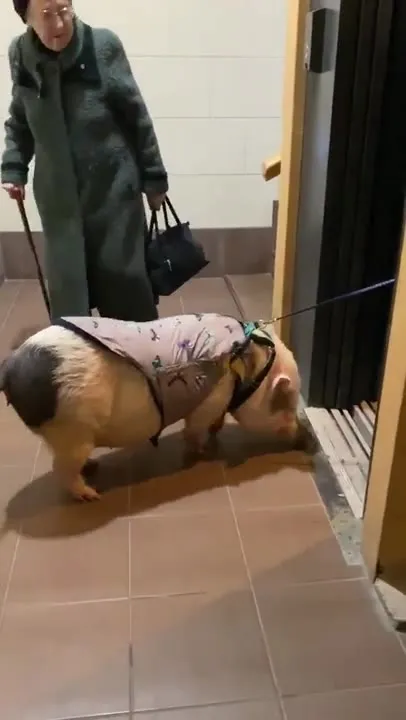 Свинья не хочет заходить в лифт