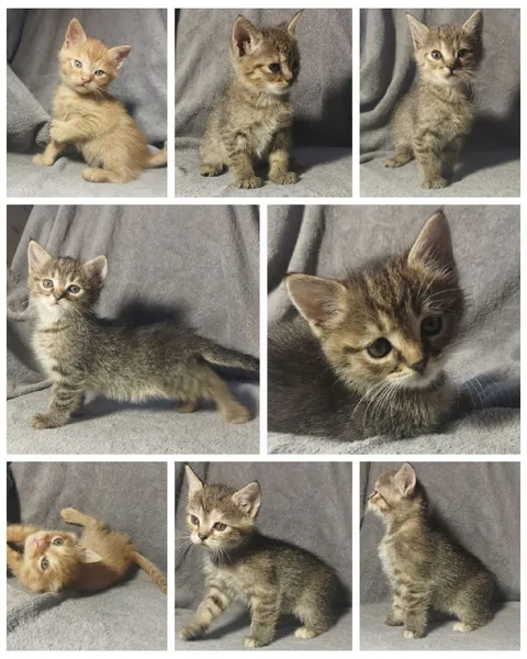 Коллаж с милыми котятами