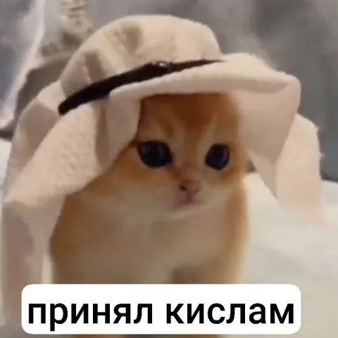Кот в шляпе принял к лицам