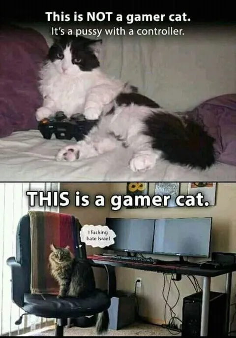 This Is a Gamer Cat