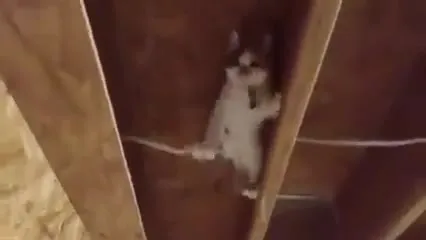 Кот танцует между досками