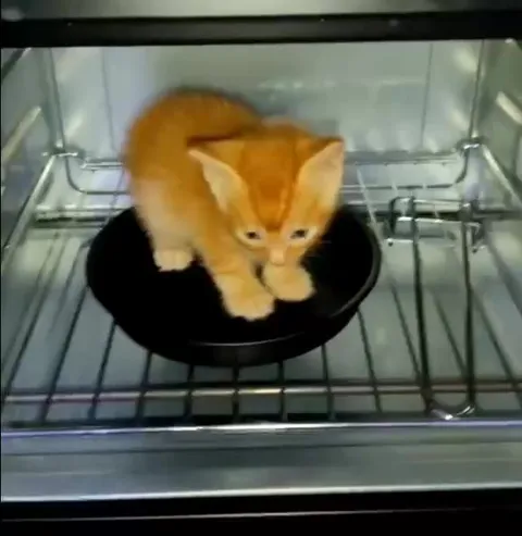 Котёнок превращается в чёрного кота