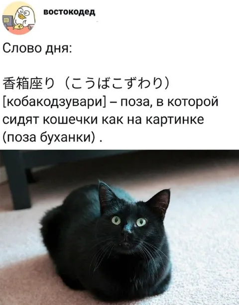 Кошка в позе буханки