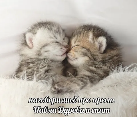 Котята говорят об аресте Павла Дурова