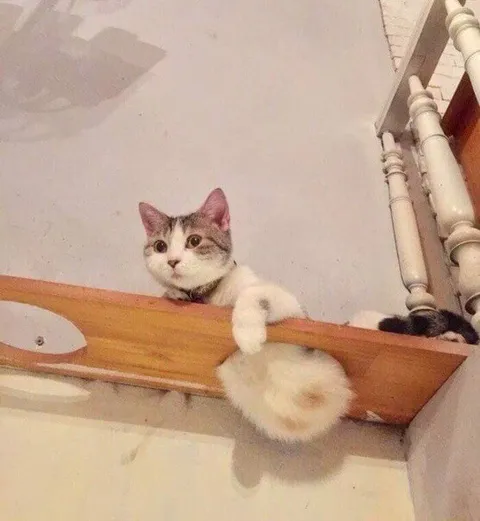 Кот свесился с полки