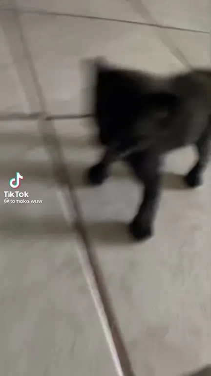Котёнок под сирену