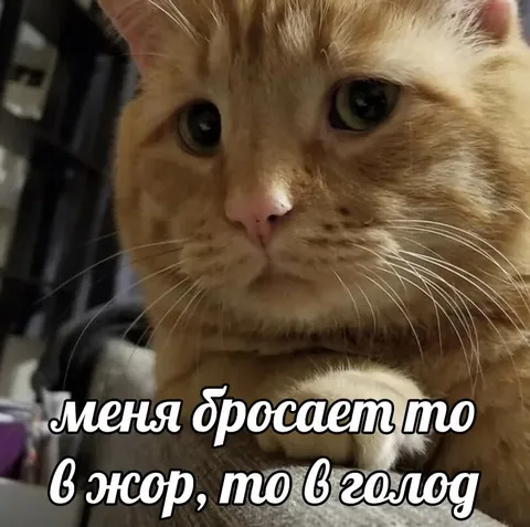 Кот в жар и холод