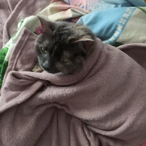 Кот в маскировке из пледа