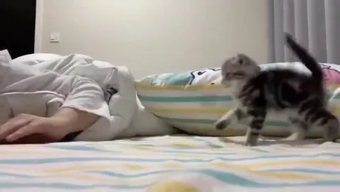 Котёнок выходит под Yeah!