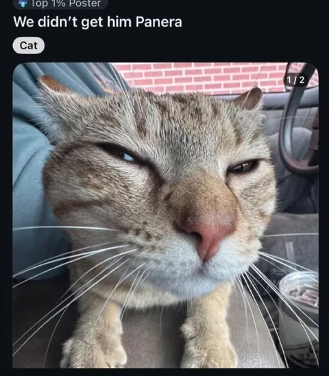 Cat Misses Panera