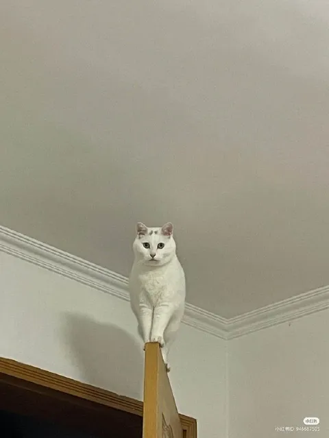 Кот на двери