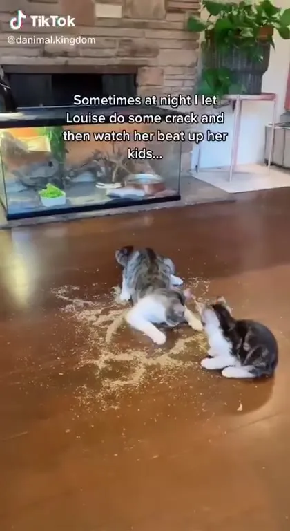 Cat Crack Fight Night