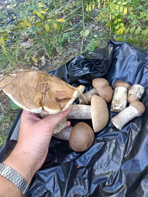 Грибной улов в лесу