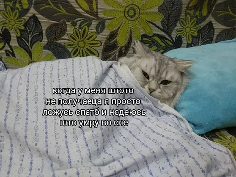 Кот ложится спать от проблем