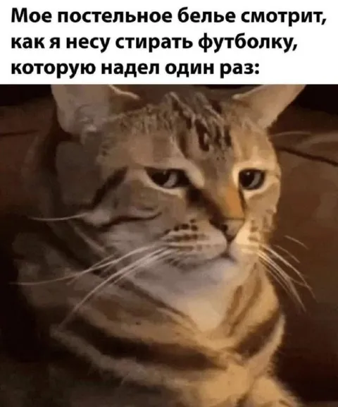 Кот осуждает стирку футболки