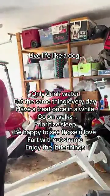 Live Life Like a Dog