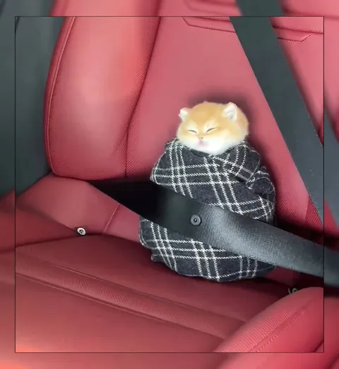Котёнок пристёгнут ремнём
