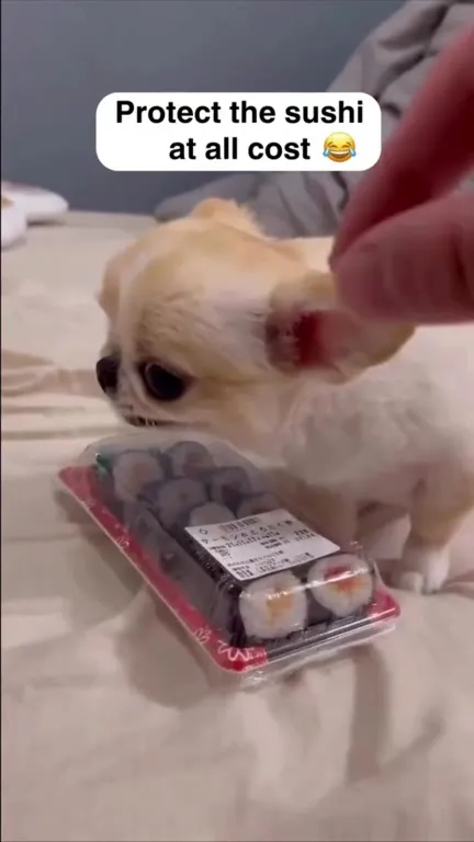 Protect the Sushi at All Cost