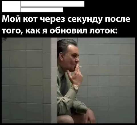 Кот после обновления лотка