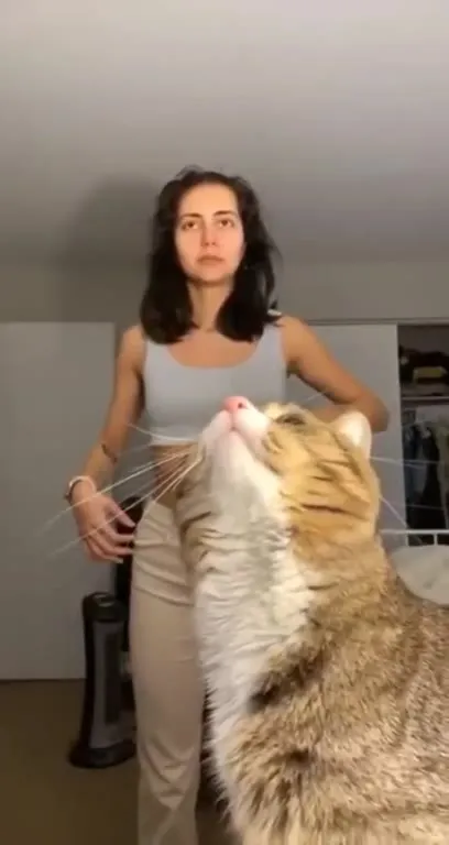 Cat Resists the Lustful Gaze