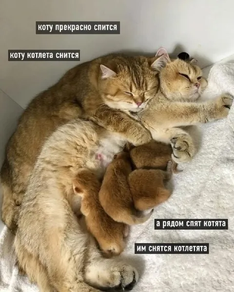Котлетята снятся котятам