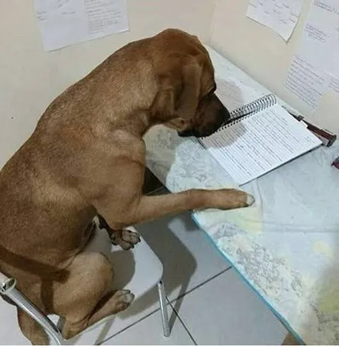 Собака устала учиться