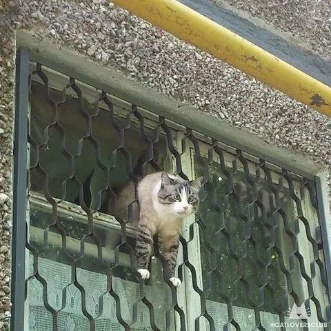 Кот на балконной решётке