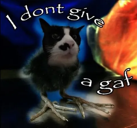 I Dont Give a Gaf Cat