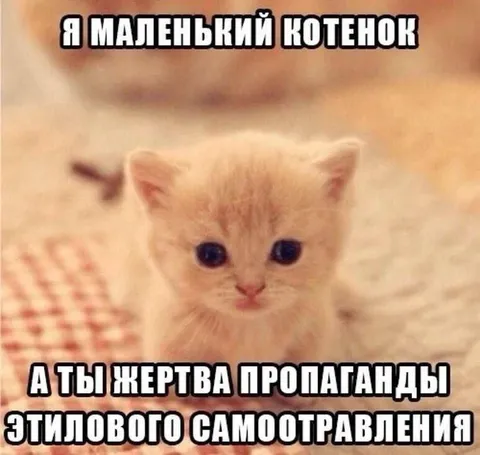 Маленький котенок — жертва пропаганды