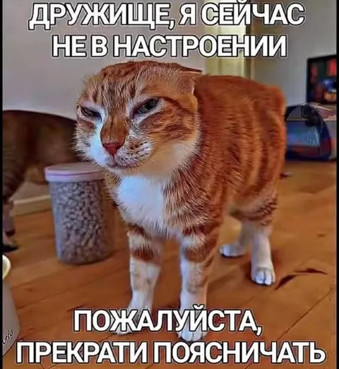 Кот больше не слушает объяснения