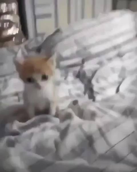 Котёнок под сирену