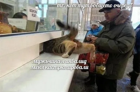 Кот пролез без очереди