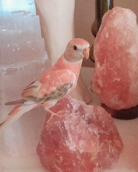 Розовый попугай среди соляных камней