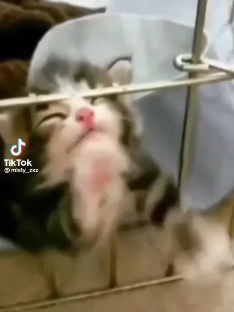Коты под грустную песню