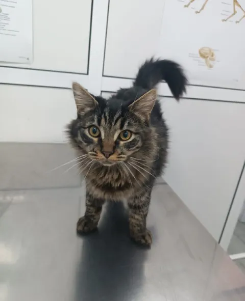 Котик с хвостом крючком