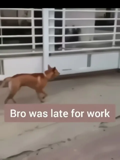 Bro Was Late for Work